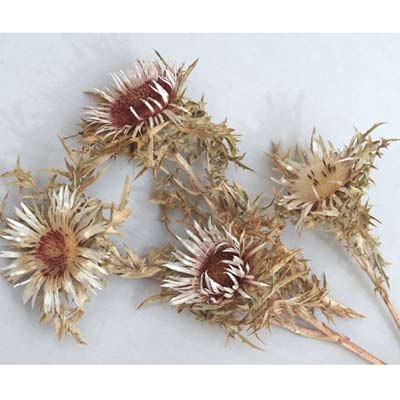 n.a. 35x Silberdisteln Trockenblumen Exoten getrocknet