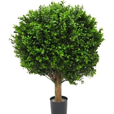 Buchsbaum Knstlich Ebay Kleinanzeigen Buchsbaum Knstlich Ebay Kleinanzeigen